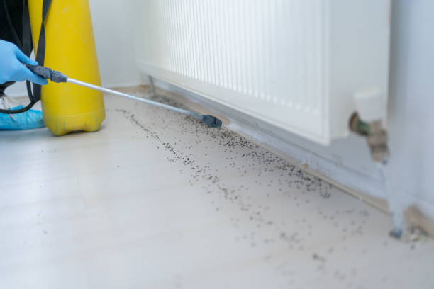 Flea Control Services in Magnolia, MS